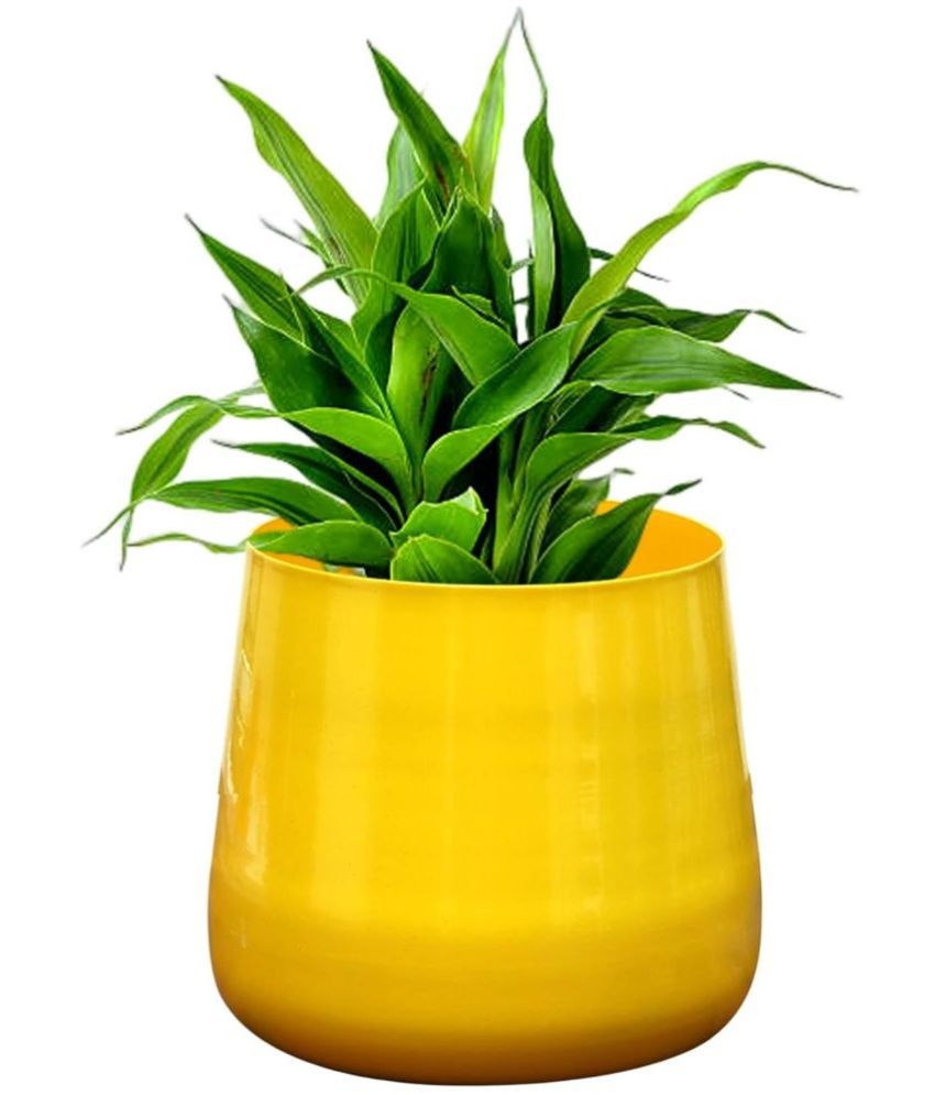     			HOMSSY - Yellow Metal Flower Pot ( Pack of 1 )