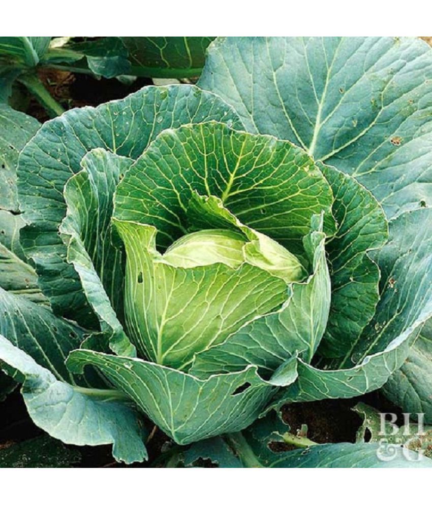     			Jignisha Seeds Cabbage Vegetable ( 50 Seeds )