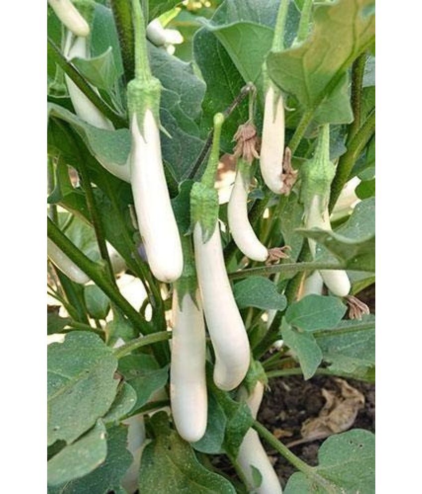     			Jignisha Seeds Brinjal Vegetable ( 50 Seeds )