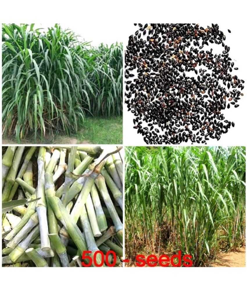     			HN organic seed Naiper Grass ( 500 Seeds )