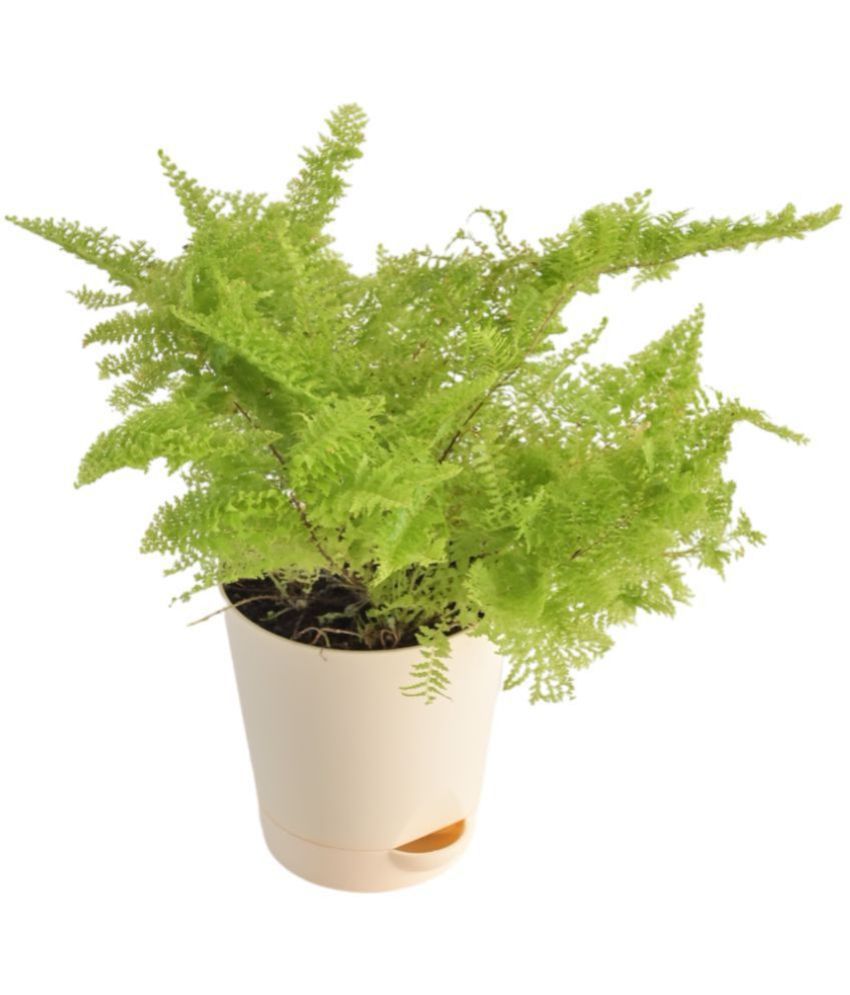     			UGAOO Cotton Candy Fern Natural Live Indoor Plant with Self Watering Pot Beige