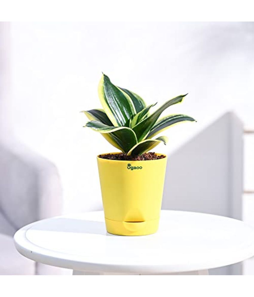     			UGAOO Sansevieria Golden Hahnii Snake Plant With Self Watering Pot Yellow
