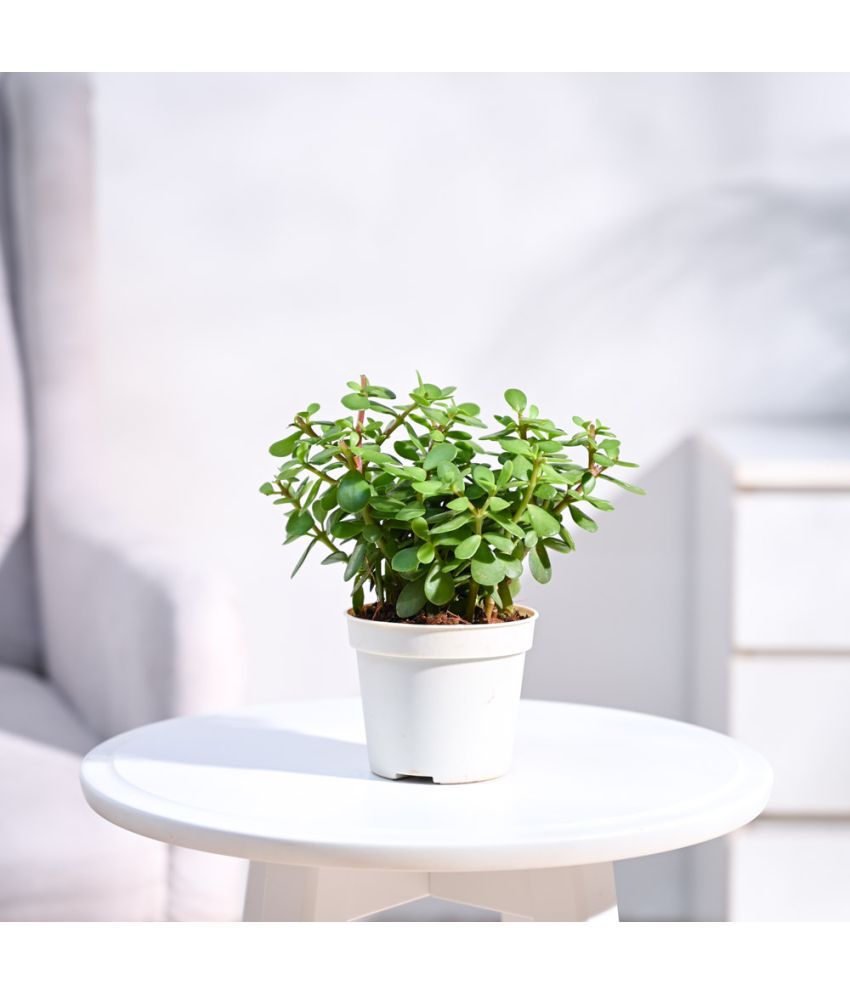     			UGAOO Jade Plant with White Grow Pot