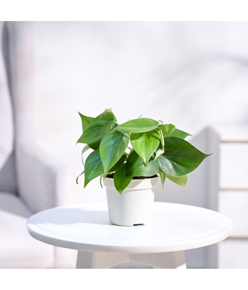     			UGAOO Green Philodendron Oxycardium Plant With Grow Pot