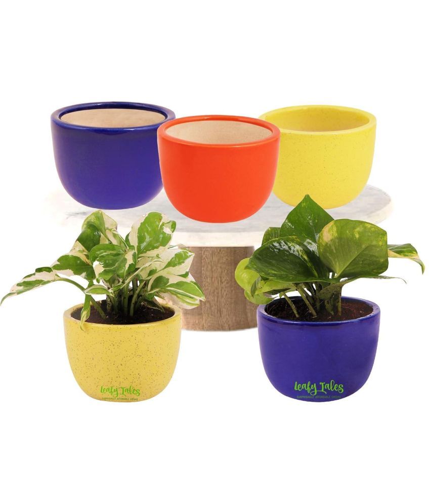     			Leafy Tales Multicolor Ceramic Ceramic Planters ( Pack of 5 )