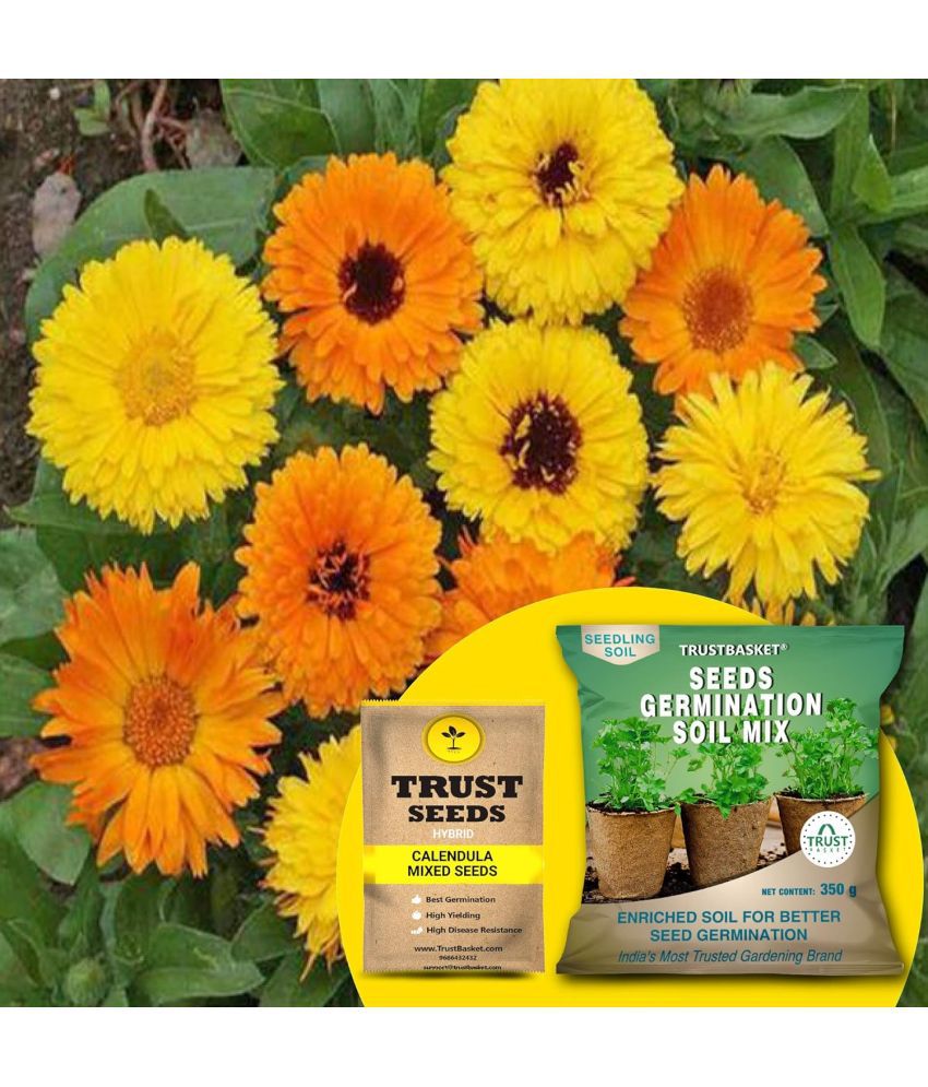     			TrustBasket Calendula Mixed Seeds (Hybrid) with Free Germination Potting Soil Mix (20 Seeds)