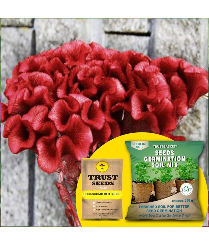     			TrustBasket Cockscomb Red Seeds (Hybrid) with Free Germination Potting Soil Mix (20 Seeds)