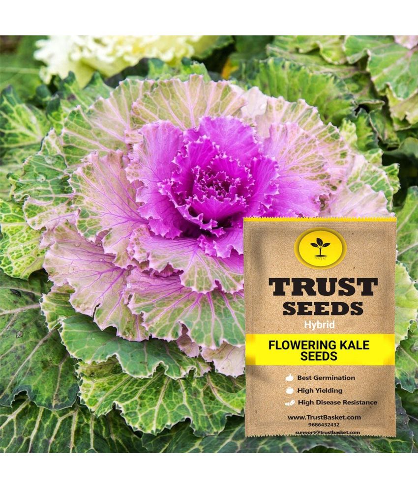     			TrustBasket Flowering Kale Seeds Hybrid (15 Seeds)