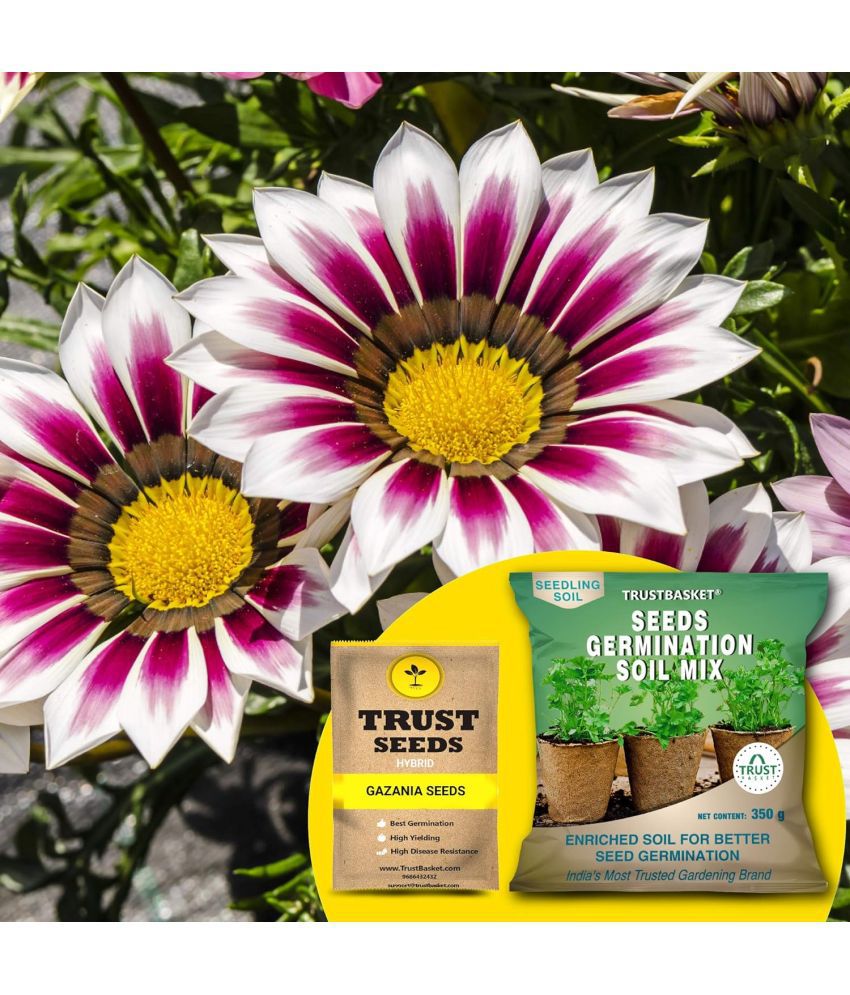     			TrustBasket Gazania Seeds (Hybrid) with Free Germination Potting Soil Mix (20 Seeds)