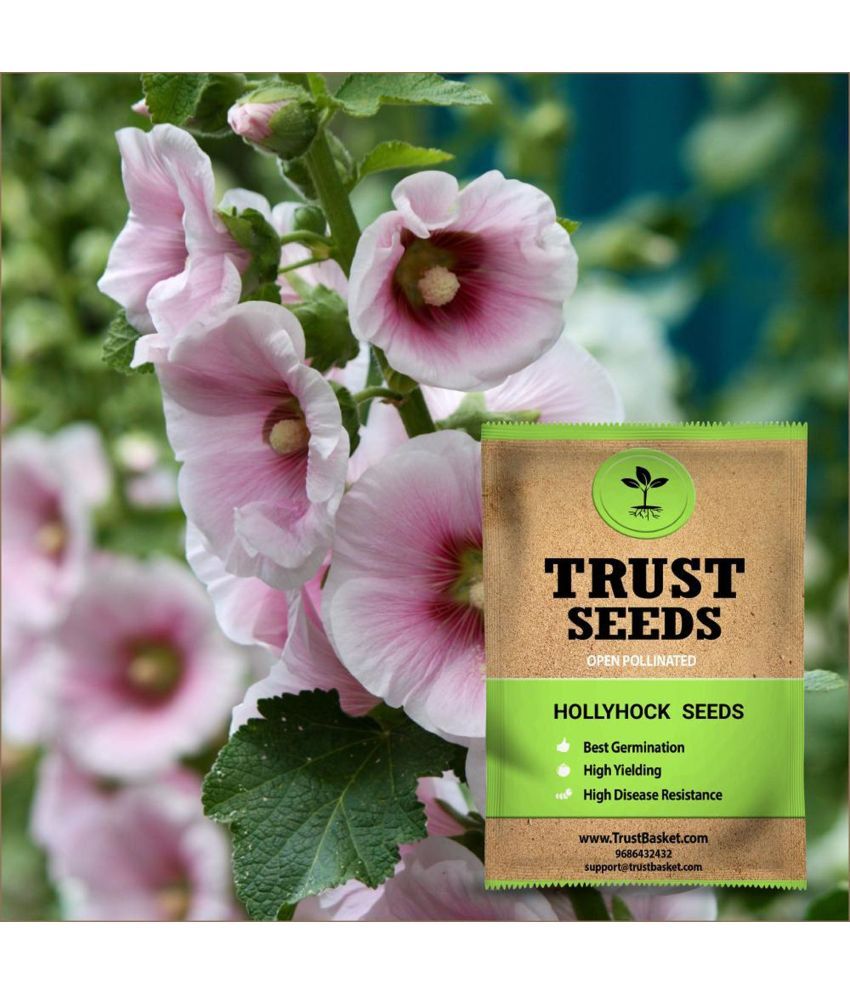     			TrustBasket Hollyhock Flower Seeds OP (15 Seeds)