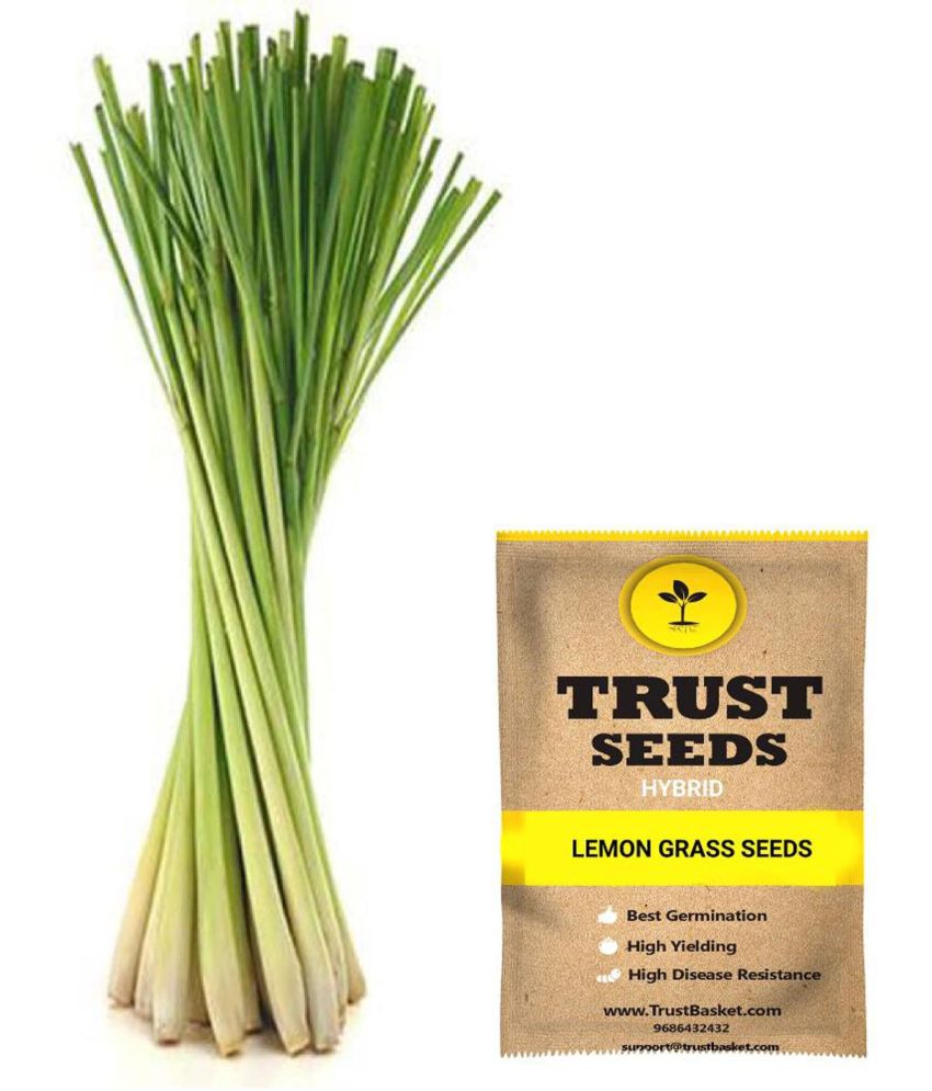     			TrustBasket Lemon Grass Seeds Hybrid (15 Seeds)