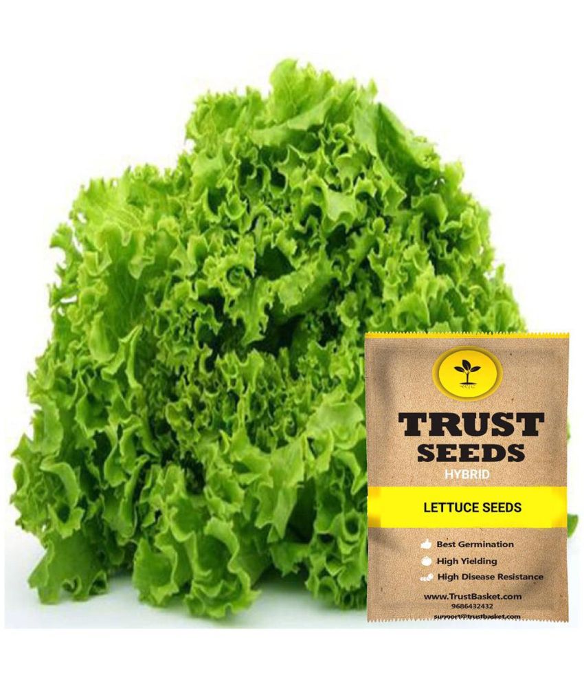     			TrustBasket Lettuce Seeds Hybrid (15 Seeds)