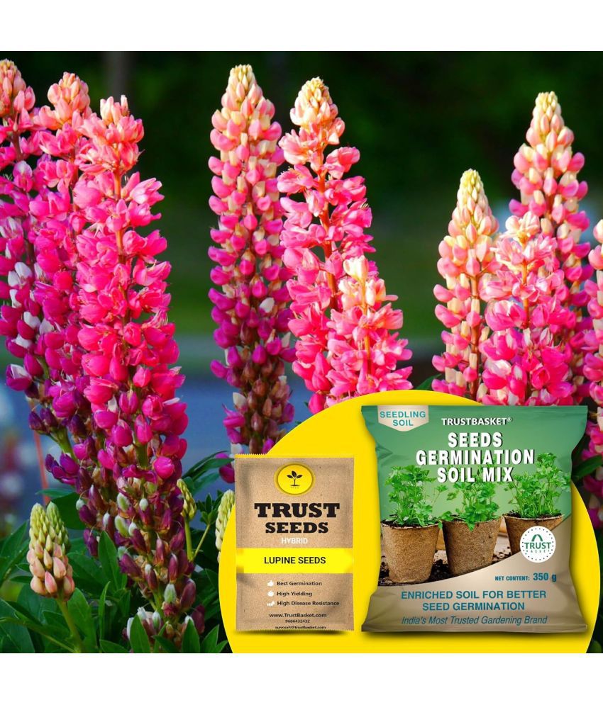     			TrustBasket Lupine Seeds (Hybrid) with Free Germination Potting Soil Mix (20 Seeds)