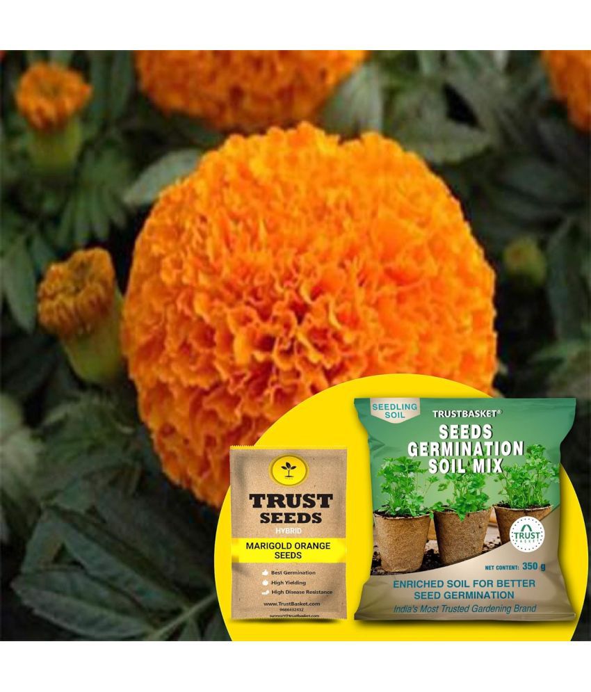     			TrustBasket Marigold Orange Seeds (Hybrid) with Free Germination Potting Soil Mix (20 Seeds)