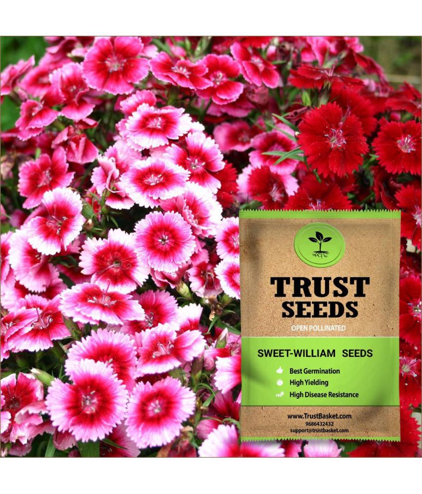     			TrustBasket Sweet William Flower Seeds OP (15 Seeds)