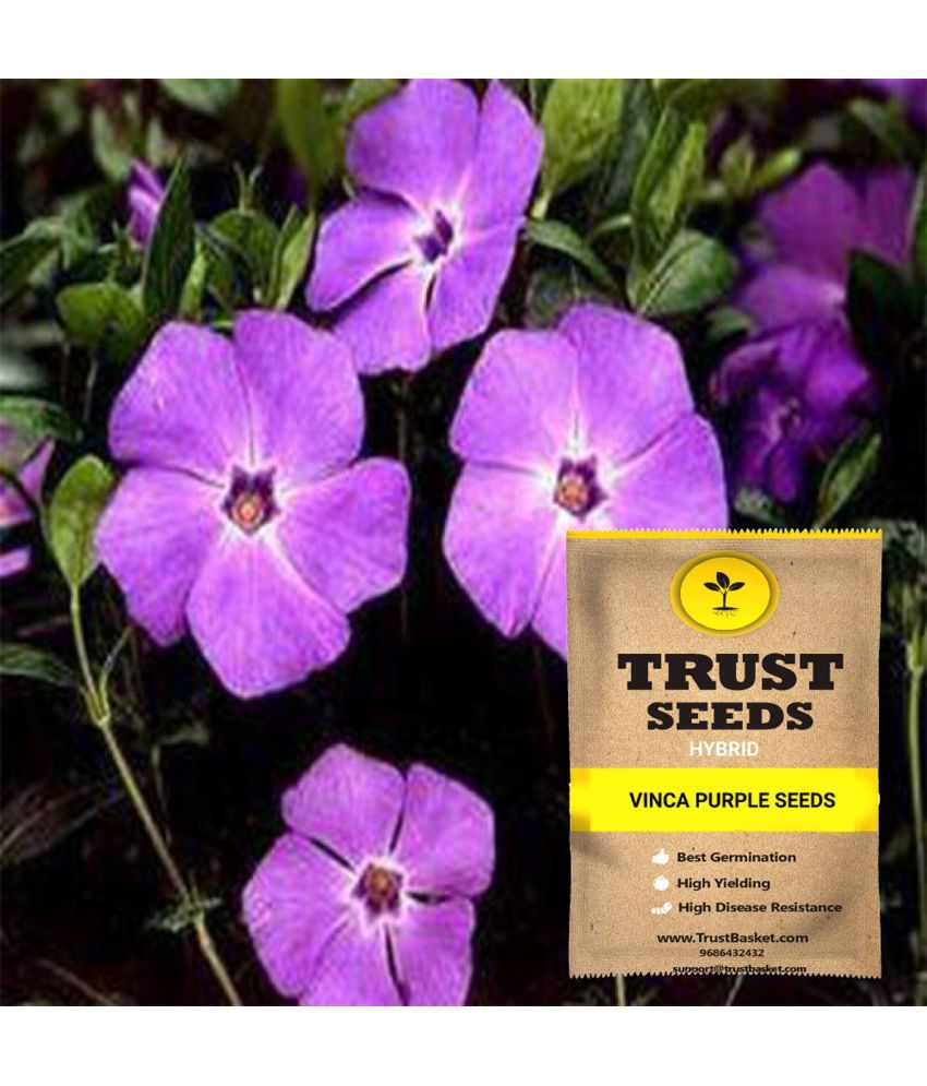     			TrustBasket Vinca Purple Seeds Hybrid (15 Seeds)