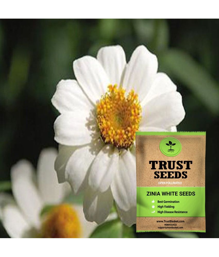     			TrustBasket Zinia White Seeds OP (15 Seeds)