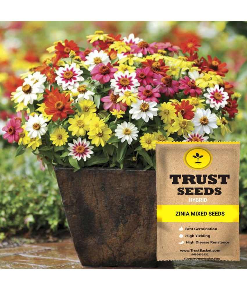     			TrustBasket Zinnia Flowers Seeds Hybrid (15 Seeds)