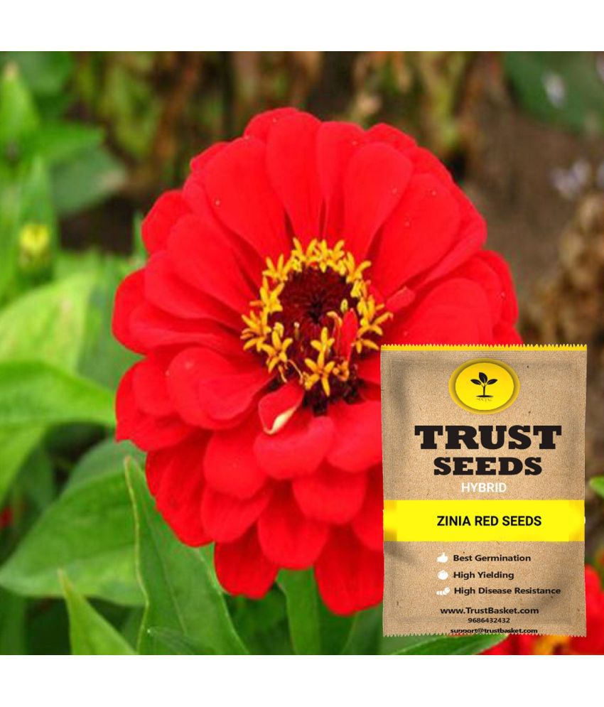     			TrustBasket Zinia Red Flowers Seeds Hybrid (15 Seeds)