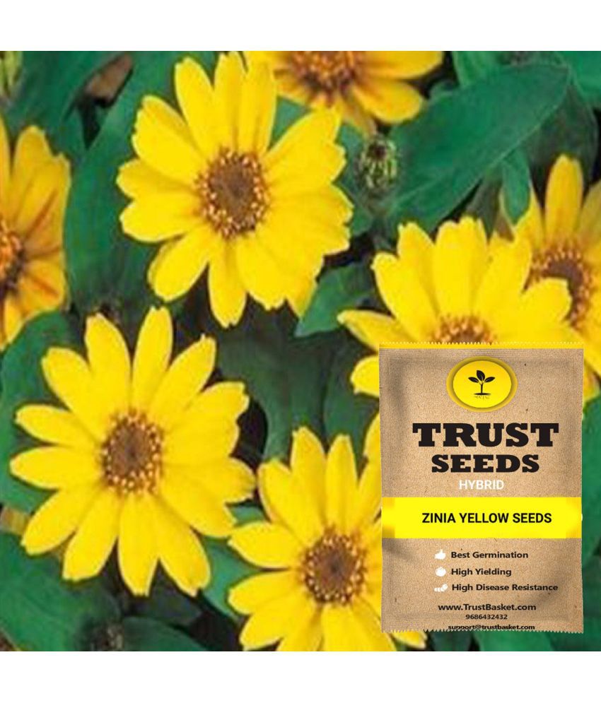     			TrustBasket Yellow Zinia Flowers Seeds Hybrid (15 Seeds)