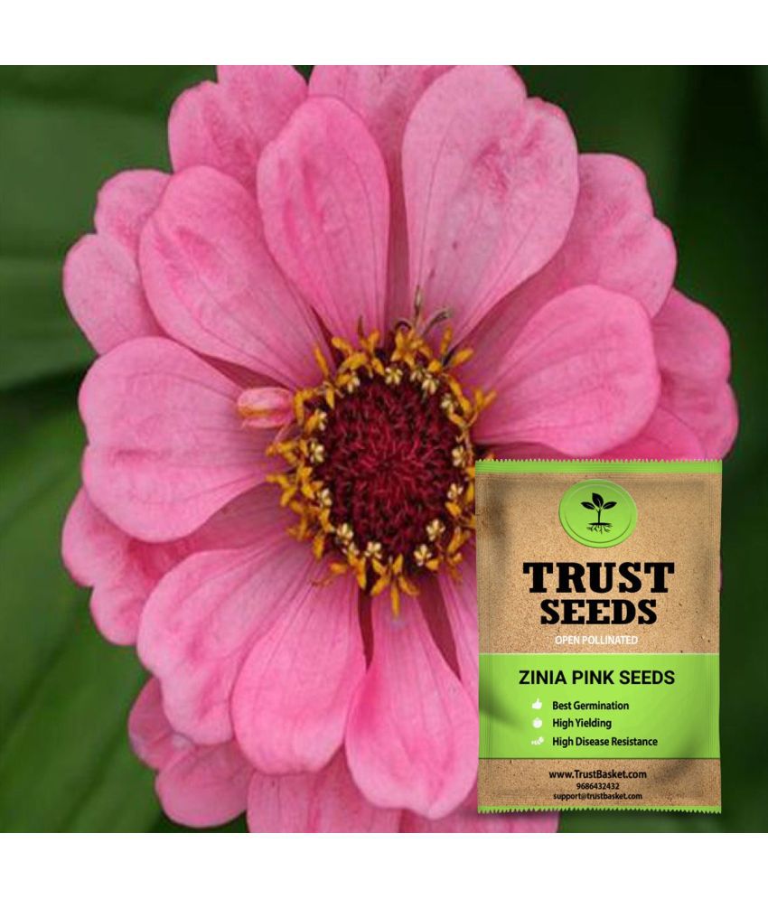     			TrustBasket Zinia Pink Seeds OP (15 Seeds)
