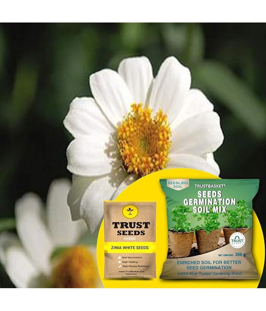     			TrustBasket Zinia White Seeds with Free Germination Potting Soil Mix Hybrid (20 Seeds)