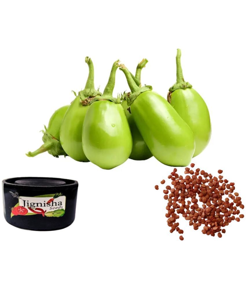     			Jignisha Fashion Brinjal Vegetable ( 50 Seeds )