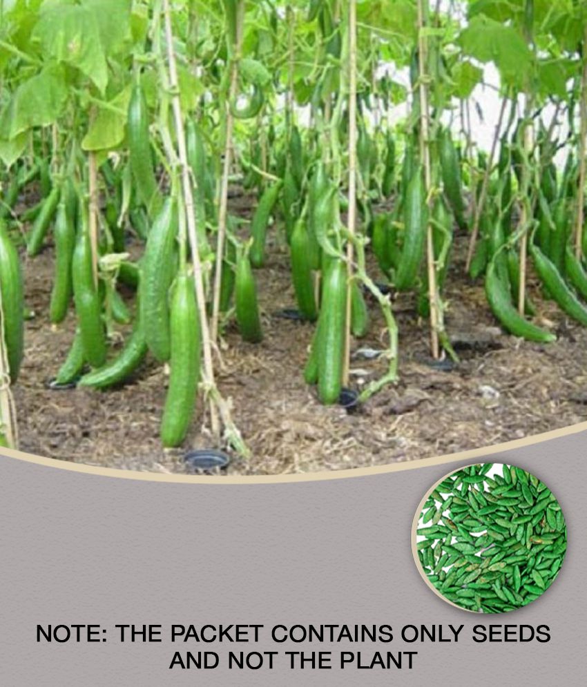     			Cucumber Seeds For Home & Kitchen Gardening | Pack of 50