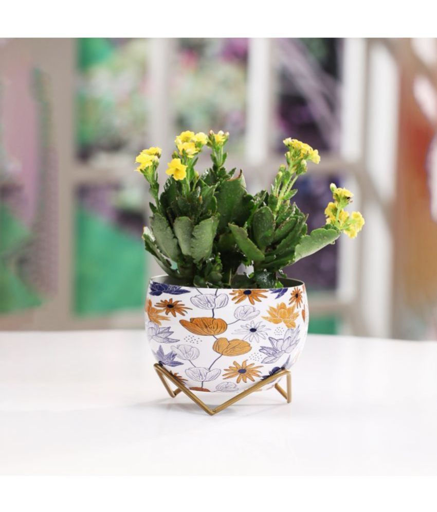     			Dekornest Multicolor Iron Flower Pot ( Pack of 1 )
