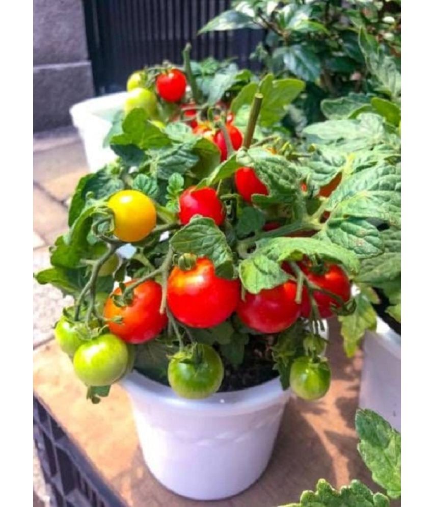     			JignishaSeeds Tomato Vegetable ( 50 Seeds )