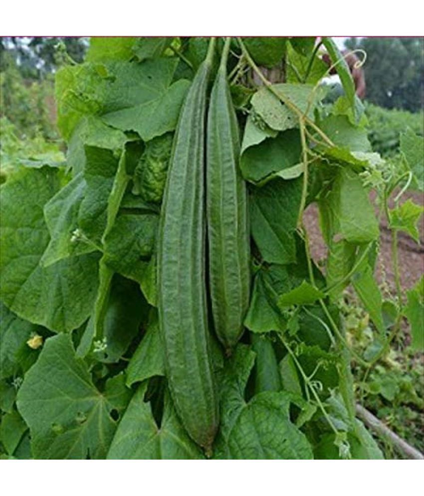     			Jignisha Seeds Ridge Gourd (Toree) Vegetable ( 30 Seeds )