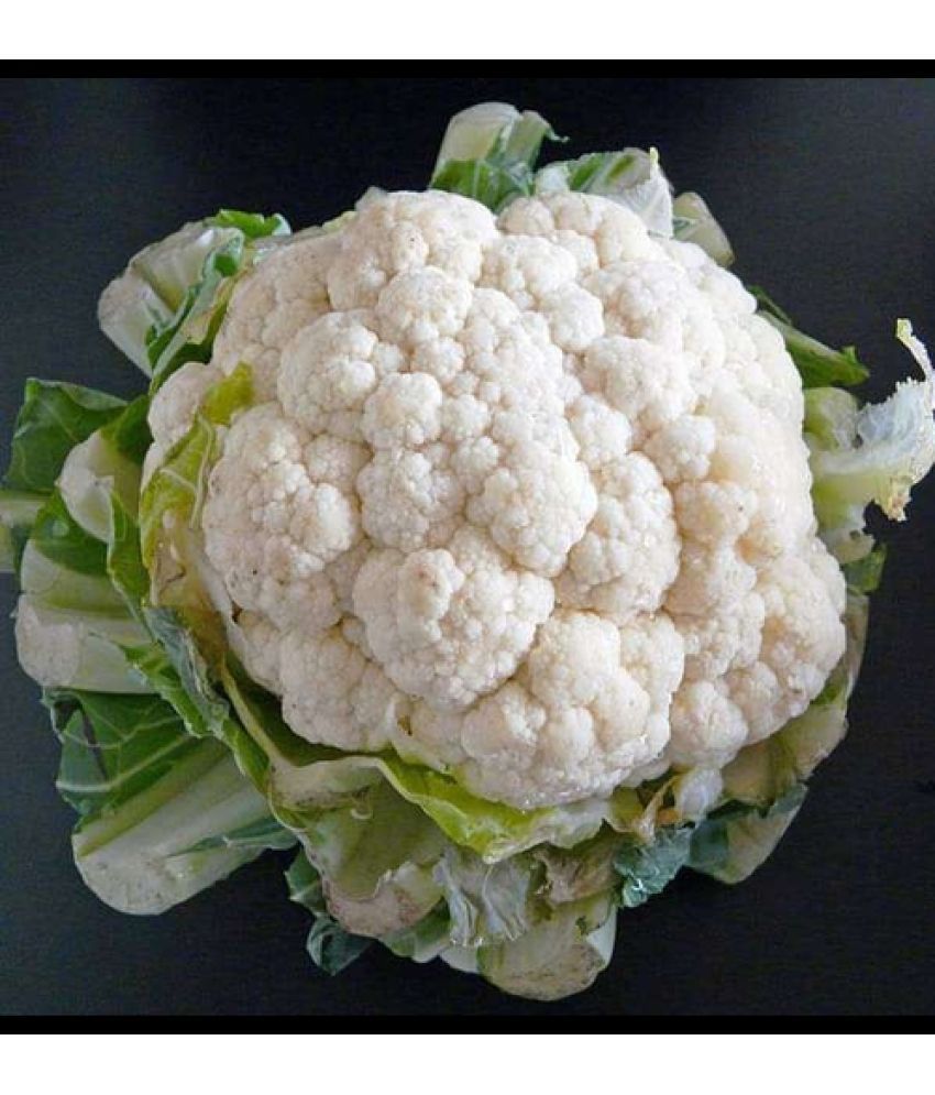     			Infintegreen Cauliflower Vegetable ( 100 Seeds )