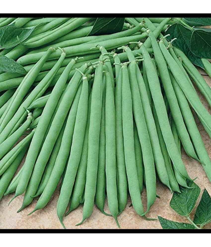     			Infintegreen French Beans Vegetable ( 100 Seeds )