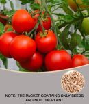 Desi Variety Tomato Seeds - Pack of 50 Seeds