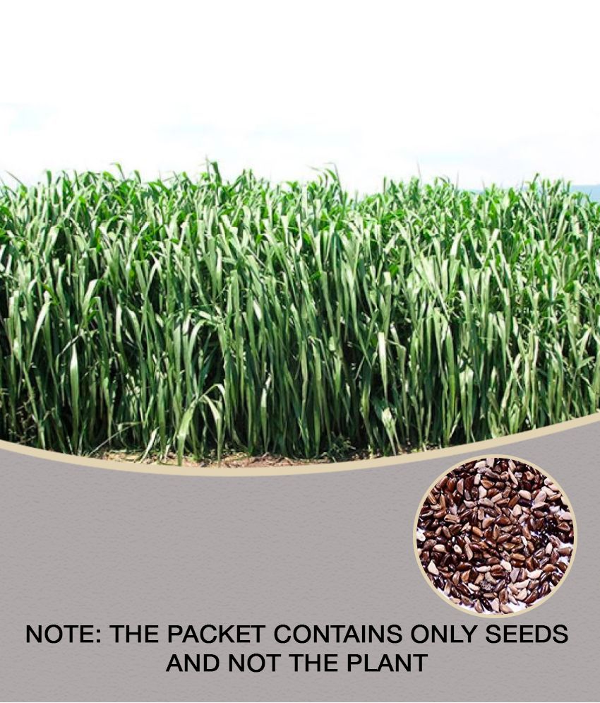     			SUPER NAPIER GRASS Seed (APPROX 500 SEEDS per packet)