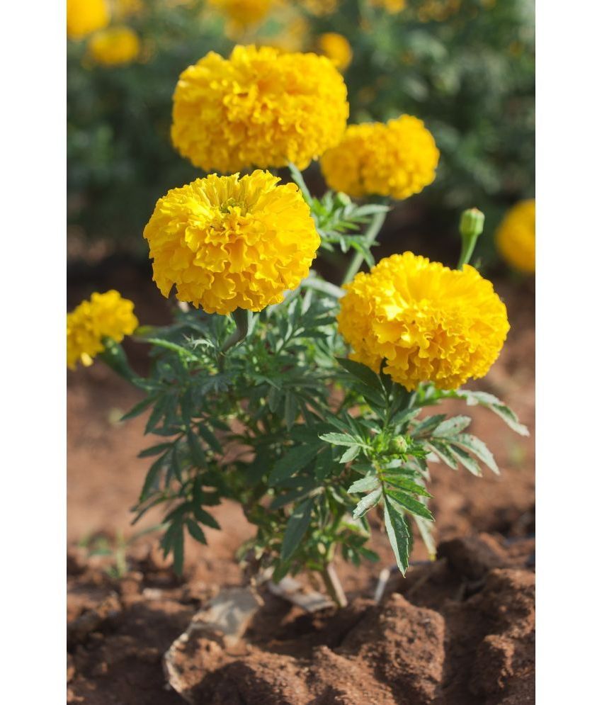     			zello African Marigold Flower ( 50 Seeds )