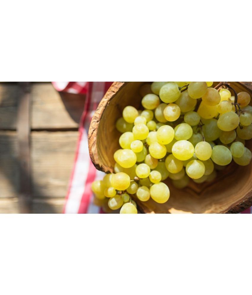     			homeagro Grapes Fruit ( 20 Seeds )