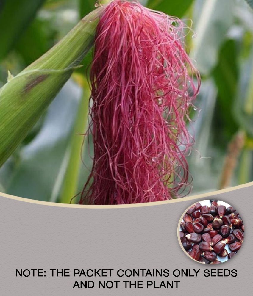     			High Germination Red Corn (maize) Traditional Seeds - ( 50 seed )