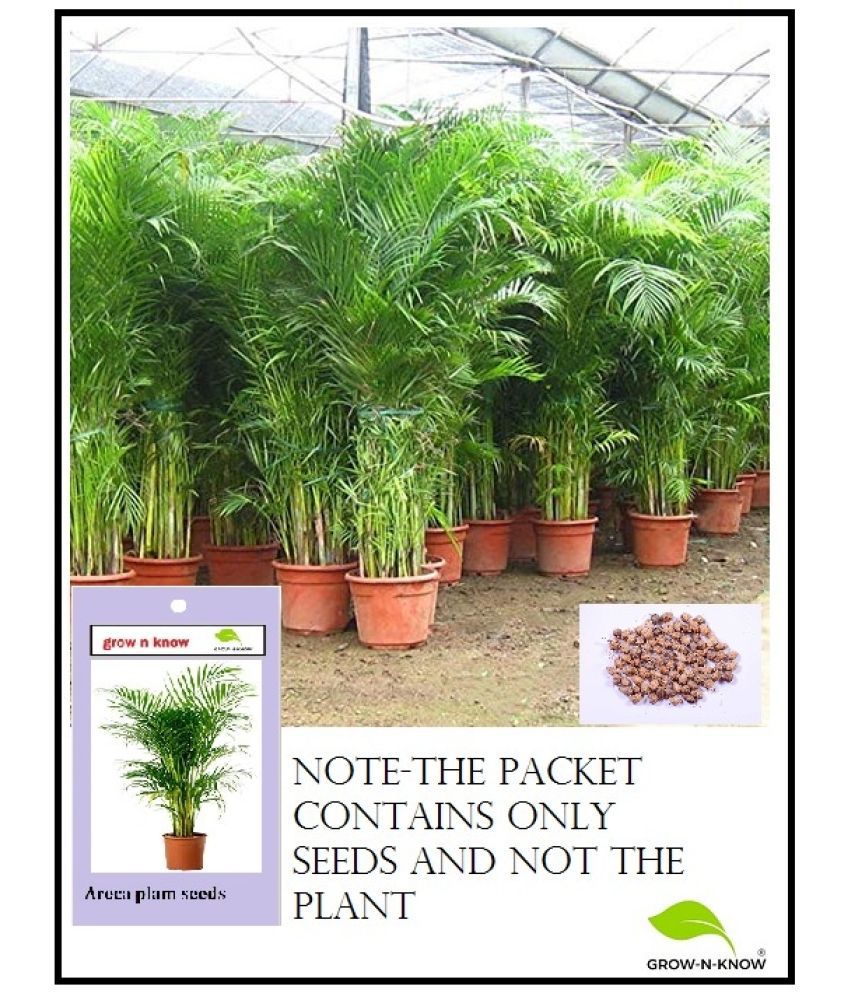     			GROW-N-KNOW Areca palm Grass ( 40 Seeds )