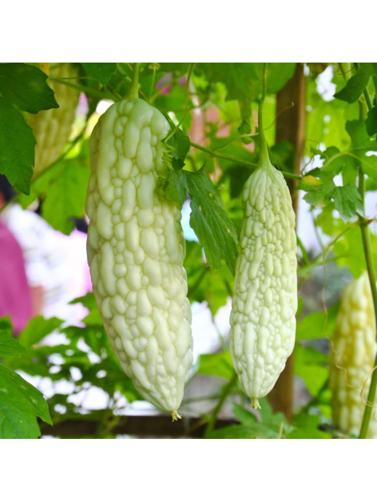     			Jignisha Seeds Bitter Gourd Vegetable ( 15 Seeds )