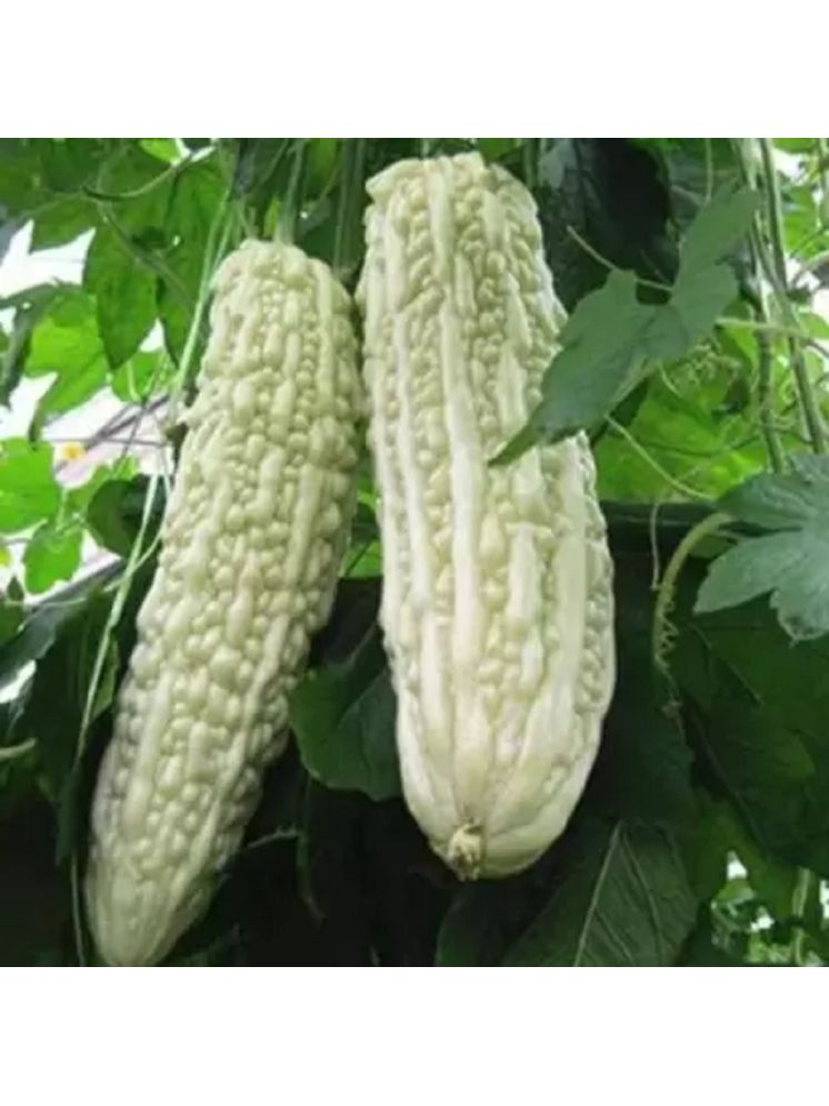     			Jignisha Seeds Bitter Gourd Vegetable ( 15 Seeds )