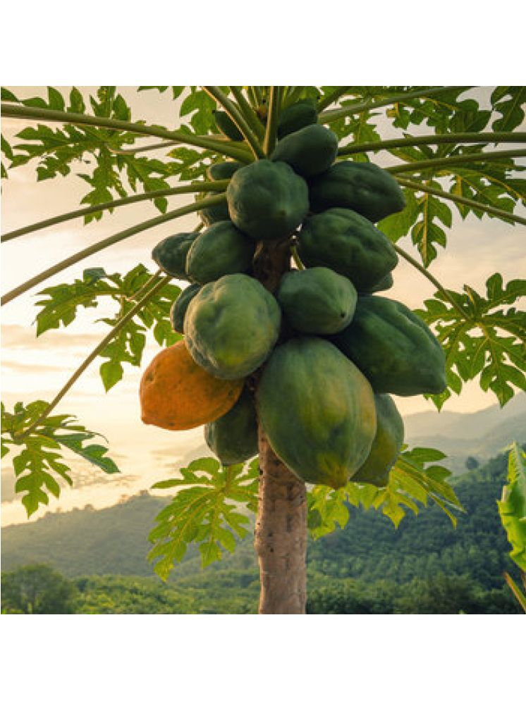     			Jignisha Seeds Papaya Fruit ( 50 Seeds )