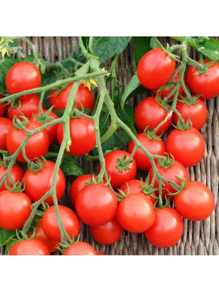     			Jignisha Seeds Cherry Tomato Vegetable ( 50 Seeds )