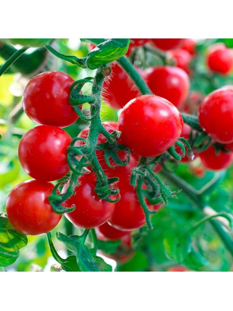     			Jignisha Seeds Cherry Tomato Vegetable ( 50 Seeds )