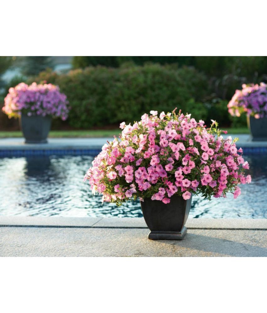     			homeagro Petunia Mixed Flower ( 50 Seeds )
