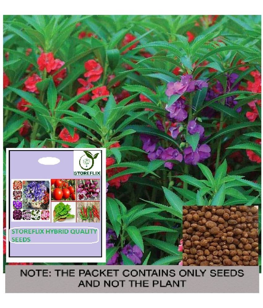     			STOREFLIX Balsam Mixed Flower ( 25 Seeds )