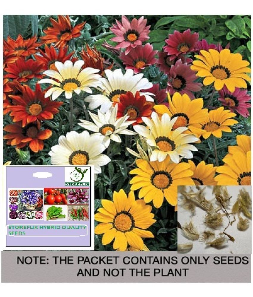     			STOREFLIX Gazania Flower ( 25 Seeds )