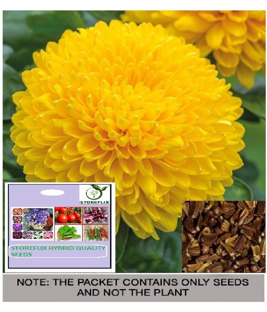     			STOREFLIX Yellow Chrysanthemum Flower ( 25 Seeds )