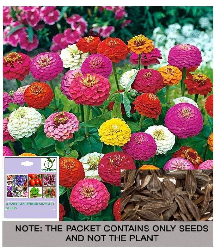     			STOREFLIX Zinnia Mixed Flower ( 25 Seeds )