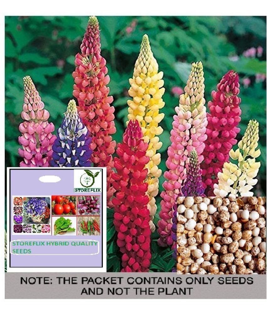     			STOREFLIX Lupin Flower ( 25 Seeds )